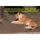 Psalm 139/Lion Photo Card or Magnet